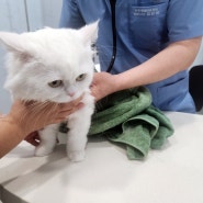 대구 동구 동물병원, 고양이 건강 검진 받은 후기