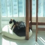 햇빛 좋아하는 식물 고양이 루이