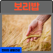 보리밥의 효능 부작용 칼로리 짓기 : 보리쌀