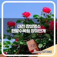 대전 피크닉 장소 한밭수목원 장미 실시간 개화상황 5월 꽃축제 시작