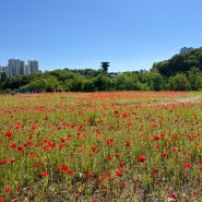 광교호수공원 양귀비꽃밭, 프라이브루크 전망대(이용시간)