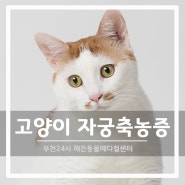 고양이 자궁축농증 수술 전문 부천 해든동물메디컬센터