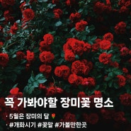 꼭 가봐야할 장미꽃 명소 BEST 10 🌹