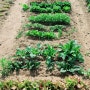 2024년 용인시민농장(8) - 열매채소 정식 및 1차 수확