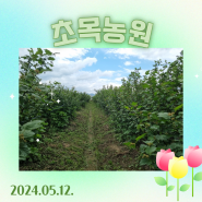 [2024.05.12.]초목농원 산딸기~~