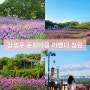 울산 장생포 고래문화마을 만개한 라벤더 정원