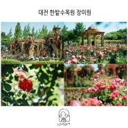 대전 장미 한밭수목원 장미원 실시간 개화 매혹적 꽃구경 하기
