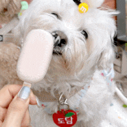 페피밀 강아지 아이스크림