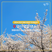 안산 벚꽃 명소 화랑유원지 안산호수공원 노적봉폭포