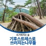 기후 스트레스로 쓰러지는 나무들