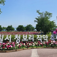 함안 강나루생태공원 청보리밭 부산근교 당일치기 5월 여행