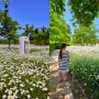 [경남 함안] 샤스타데이지 꽃 핫플 악양생태공원 다녀왔어요.