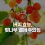 버찌 효능및 부작용 정리(ft. 벚나무 열매)