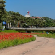 2024 괴산 빨간맛 페스티벌 가수 프로그램 기본정보 총정리 동진천변 빨간꽃길 축제