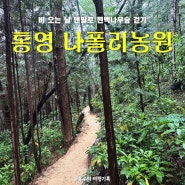 [통영 가볼만한곳] '나폴리농원' 비 오는 날 맨발로 편백나무숲 걷기체험