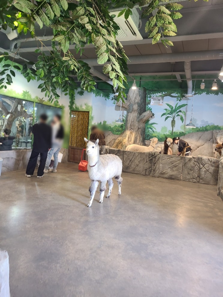 충북 청주아이와가볼만한곳 쥬니멀 동물먹이체험 실내 동물원