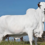 몸값 무려 56억원”…세계에서 가장 비싼 브라질 소, 경매 나오는 이유?