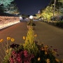 계양 아라온 빛의거리 인천 서구 밤산책 가기 너무 좋아요!