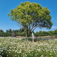 제주 서쪽 가볼만한곳 협재 근처 제주유스호스텔과 서부농업기술센터 샤스타데이지 양귀비 꽃밭