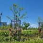 [5주 차 아티스트 데이트]서울식물원, CU 편의점 아메리카노, 책, 장미 정원, 수련 연못