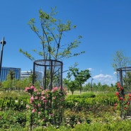 [5주 차 아티스트 데이트]서울식물원, CU 편의점 아메리카노, 책, 장미 정원, 수련 연못