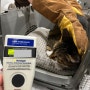 일본 도쿄로 가는 코숏 고양이 올리브 : 강아지 고양이 일본 데려가는 방법 광견병 항체가 검사 연구소