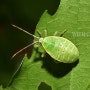 작은주걱참나무노린재 약충(2024년) - Urostylis annulicornis