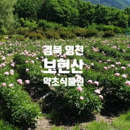 ［경북 영천］보현산 약초식물원 작약꽃행사 5월에 가볼만 한 곳 5월 꽃축제