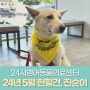 대구 24시간 동물 병원 범어의 5월 헌혈견 : 진순이의 세 번째 헌혈 진행!