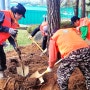 소나무가지치기 나무굴취 뿌리 분뜨기 식재 & 전정, 나무심기, 이식업체 잘판다