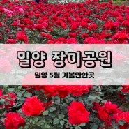 [밀양] 밀양 5월 가볼만한곳 장미공원 주차 포토존