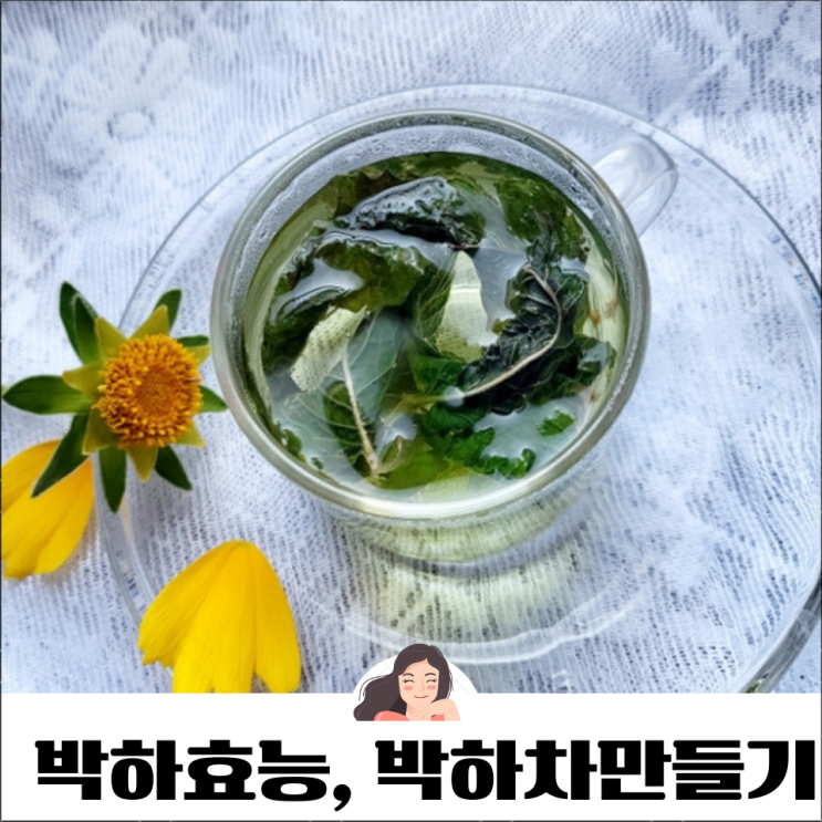 박하효능 9가지 박하차 만드는 방법 차 먹는 법 : 네이버 블로그