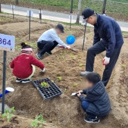 중랑천 도시농업텃밭에서 상추키우기