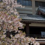 일본 후쿠오카 가볼만한곳 동장사 토쵸지 벚꽃 명소로 제격