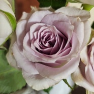 5월 14일 로즈데이, Westlife, The Rose