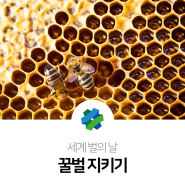 세계 벌의 날, 꿀벌 지키기