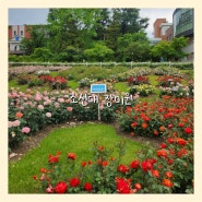 광주 볼거리 조대 장미축제 꽃구경 가볼만한 곳 조선대학교 장미원