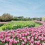 태안여행 - 태안 세계 튤립 꽃 박람회 방문(+꽃지해수욕장)