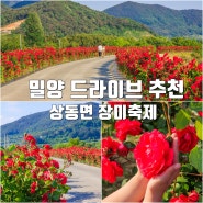 밀양 드라이브 코스 상동면 장미 축제 정보 개화 상황(5월 16일)