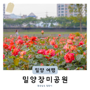 부산인근 꽃구경 밀양 5월 가볼만한곳 장미공원 (+개화시기 개화상태 주차)