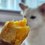 강아지 고구마 간식 급여량 얼만큼? 고양이 고구마 껍질 먹어도 되나요