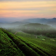 [한국 여행] 녹차밭의 아침 / a morning in a green tea field