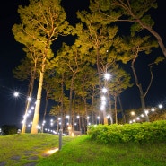 공원의 밤풍경