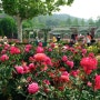 에버랜드 5월 17일~6월 16일 장미축제 Rose Festival 개최 자체 개발 국산 장미 '에버로즈 컬렉션존' 오픈 빅토리아 비너스 큐피드 미로 등 테마정원 구성