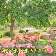 부산 장미 명소 | 5월 화명동 장미공원 데이트 어때?(인생샷 꿀팁🍯)