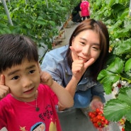 아기와 함께 서울 근교 가볼만한 곳. 남양주 딸기체험 별마을 딸기체험농장 별마을힐링팜