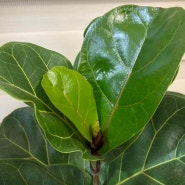 공기정화식물 추천 떡갈잎고무나무 키우기 물 주기 햇빛 관리 가지치기 번식방법
