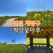 인천 계양구 계양꽃마루 유채꽃 가득한 만개 상황