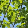 남방 희귀식물 송양나무