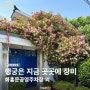 수원 행궁동 장미 명소 개화 현황, 화홍문공영주차장 외